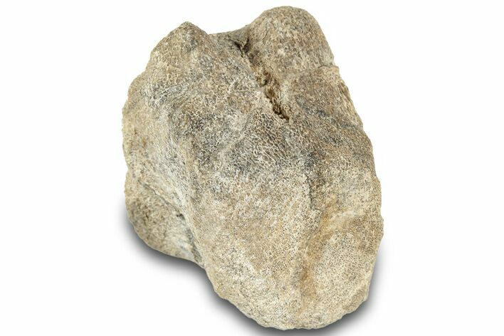 Fossil Iguonodontian Dinosaur (Tenontosaurus) Vertebra - Montana #322092